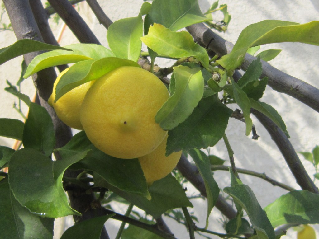 California Dreamin’