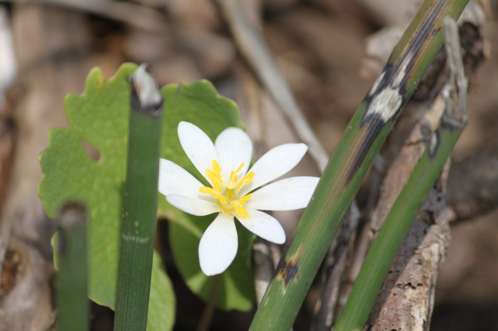 Wildflowers Notebook