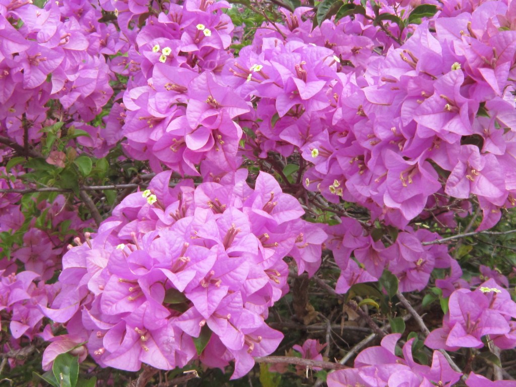 Singapore Color Splash