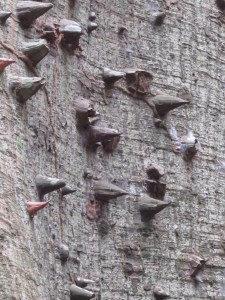 Thorns on Kapok trunk