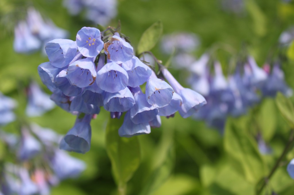 Virginia Bluebells