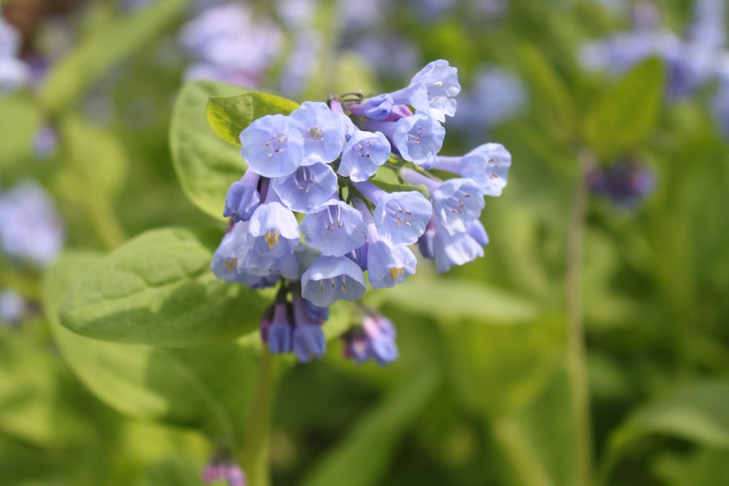 Virginia Bluebells