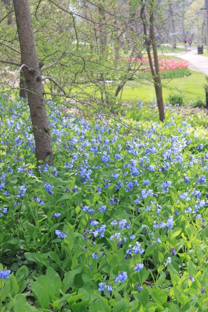 Virginia bluebells