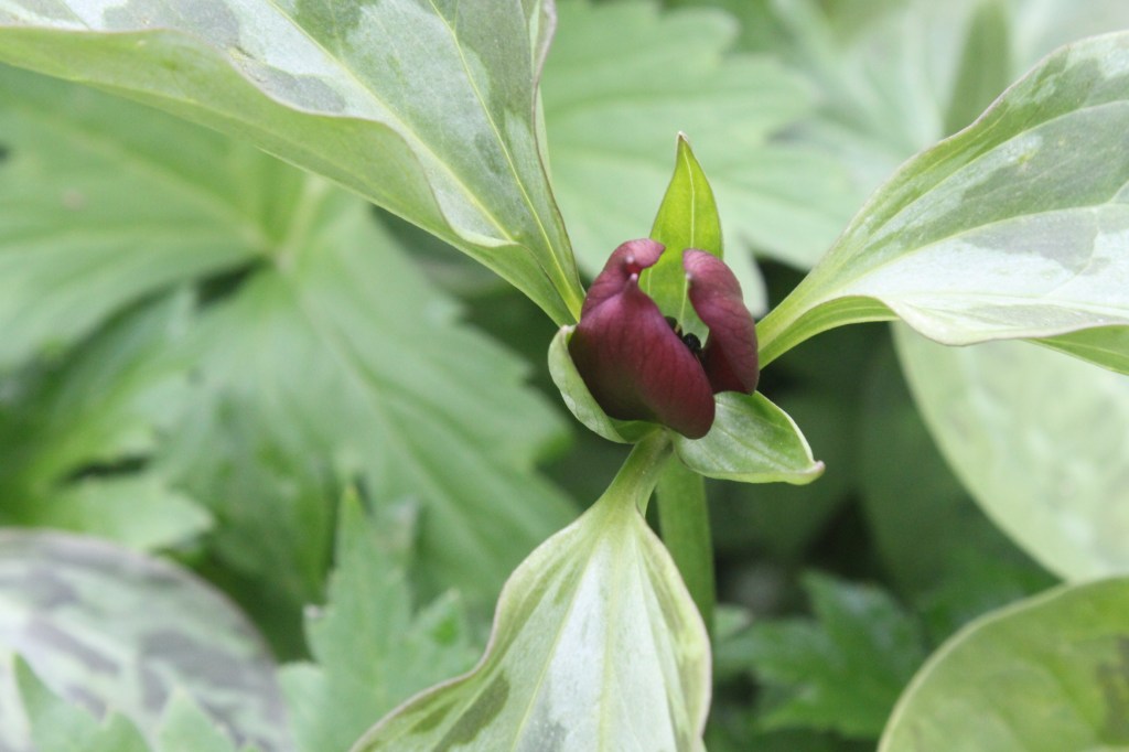  Trillium 