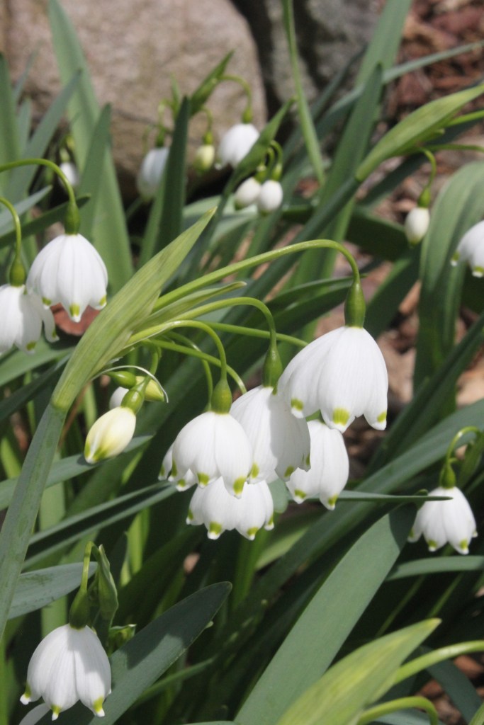 Spring Snowflake