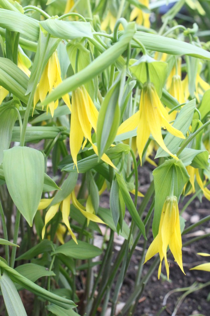 Bellwort