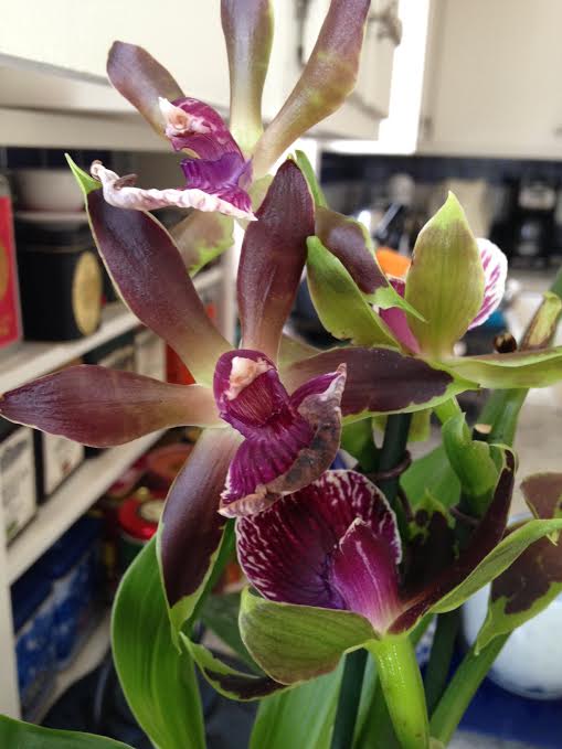 Got any Zygos? [or The Fragrance of&nbsp;Orchids]