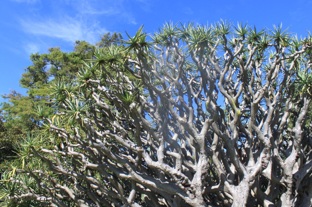 Dragon’s Blood and Other&nbsp;Botanicals
