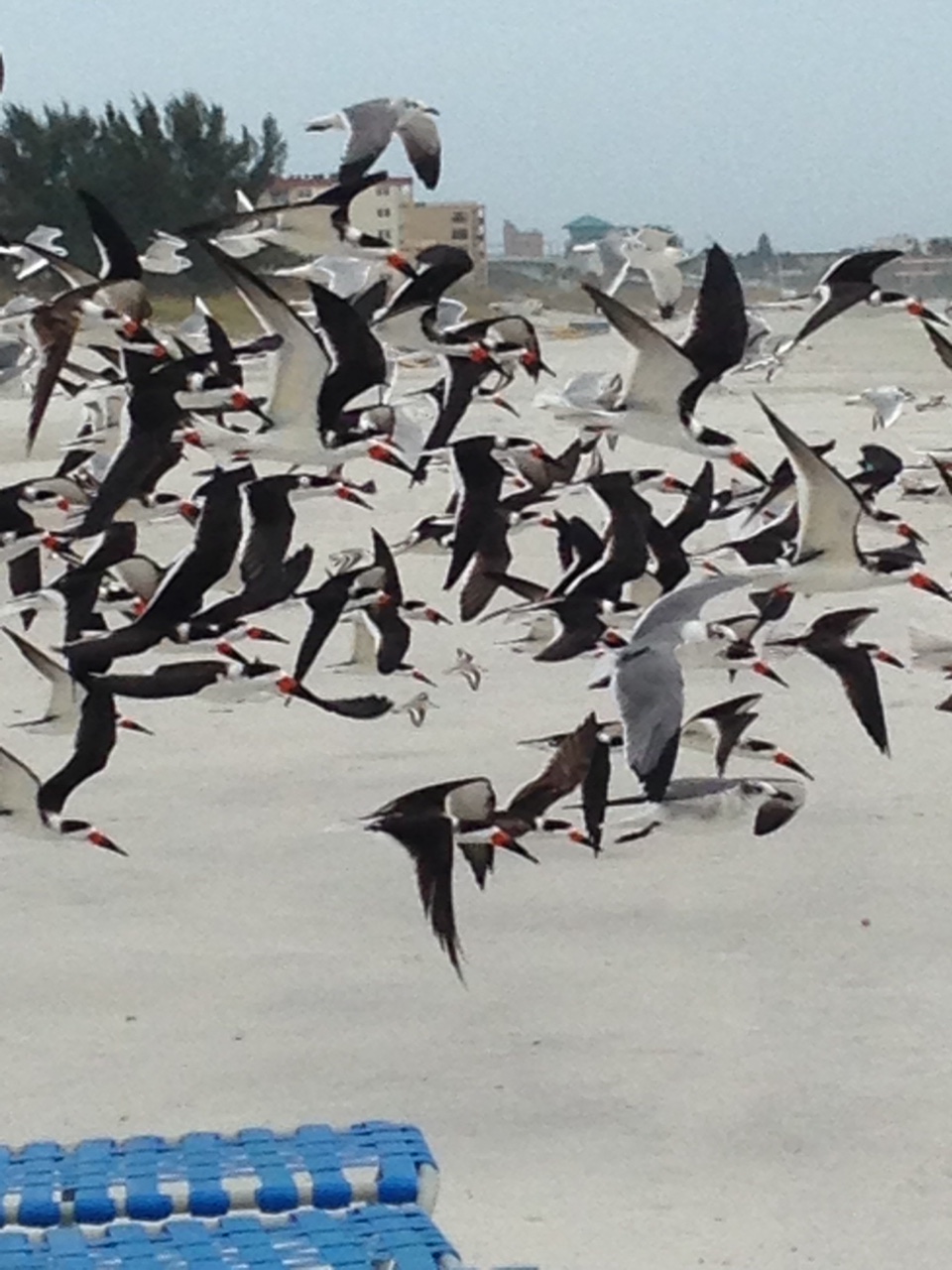 Skim, Skim, Skimmin’