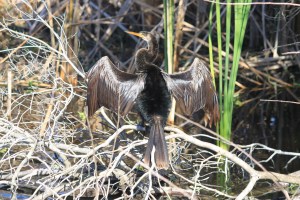Anhinga