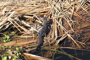 Baby Alligator