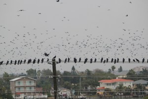 Rice Crows